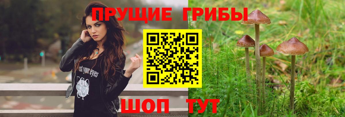Псилоцибиновые грибы GOLDEN TEACHER  Псилоцибиновые грибы Psilocybine cubensis  Вход с VPN  Буйнакск 